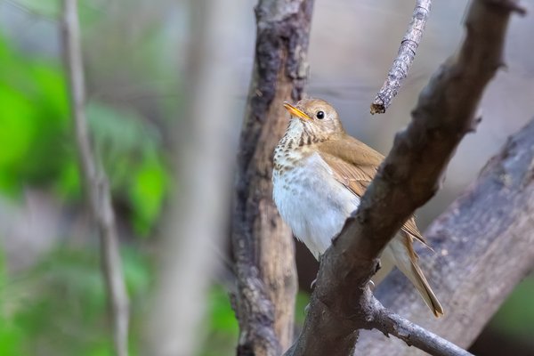 Veery