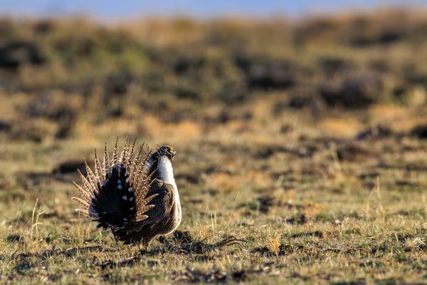 Greater Sage-Grouse