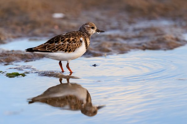 Ruddy Turnstone