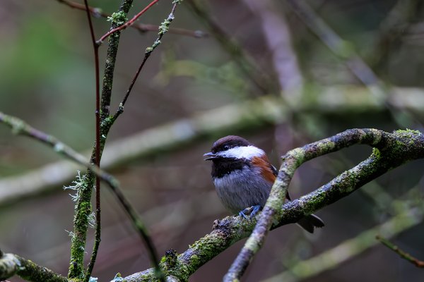 Chestnut-backed Chickadee