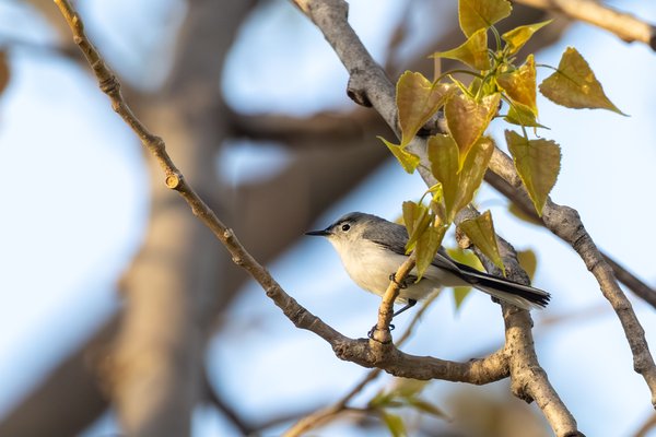 Blue-gray Gnatcatcher
