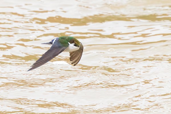 Violet-green Swallow