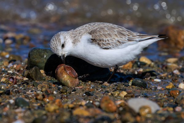 Sanderling