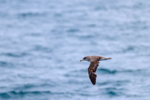 Cory's Shearwater