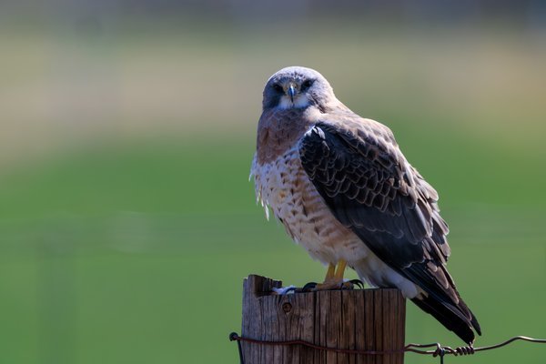Swainson's Hawk