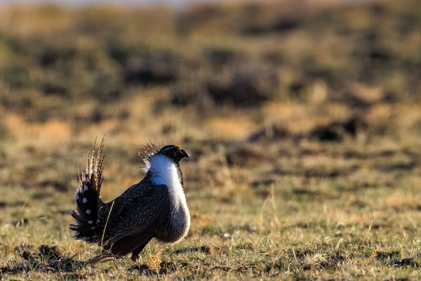 Greater Sage-Grouse