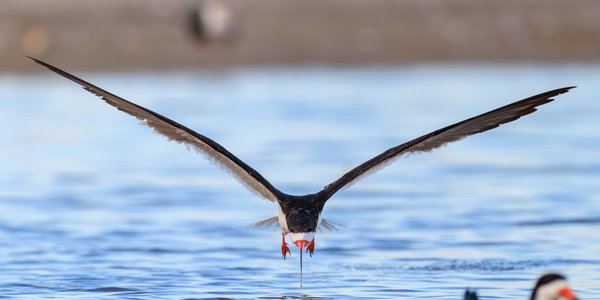 Black Skimmer