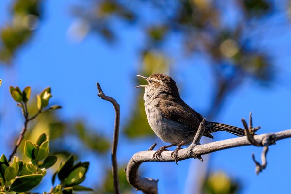 Bewick's Wren