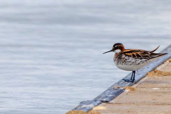 Red-necked Phalarope