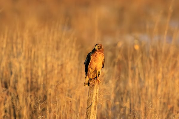 Northern Harrier