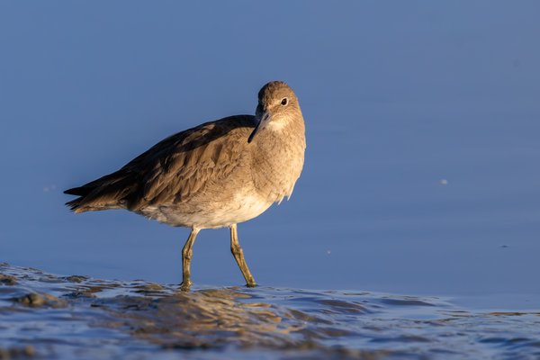 Willet
