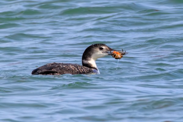 Common Loon