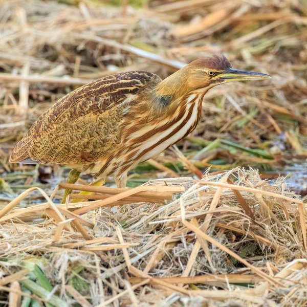 American Bittern