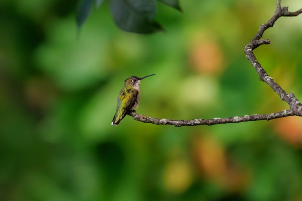 Ruby-throated Hummingbird