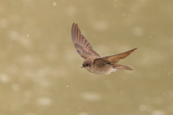 Northern Rough-winged Swallow