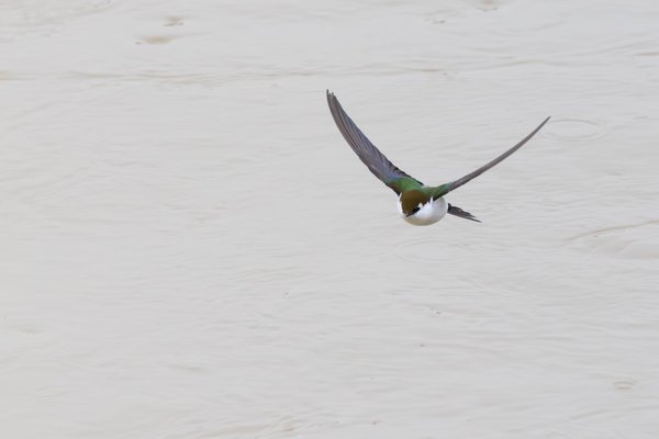 Violet-green Swallow