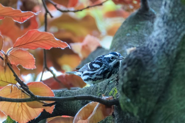 Black-and-white Warbler