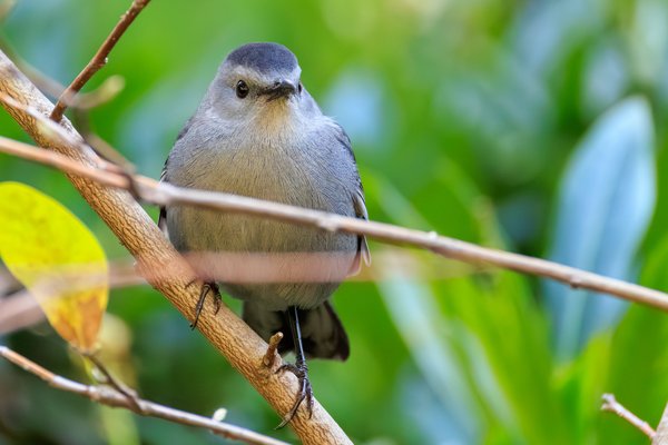 Gray Catbird