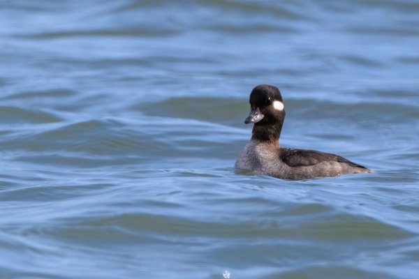Bufflehead