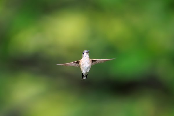 Ruby-throated Hummingbird