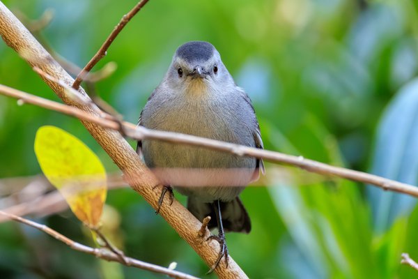 Gray Catbird