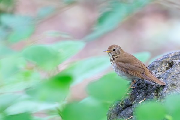 Swainson's Thrush