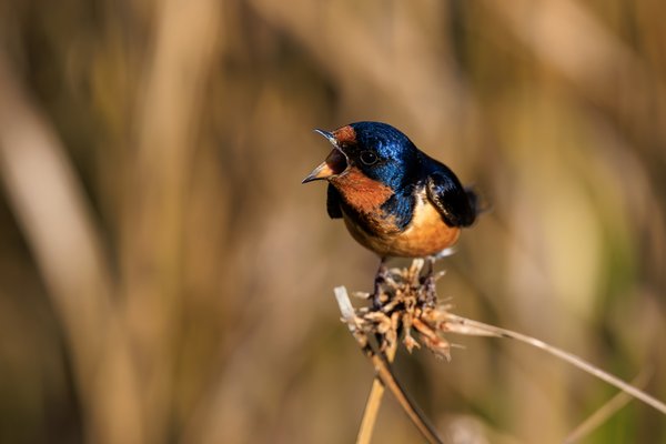 Barn Swallow