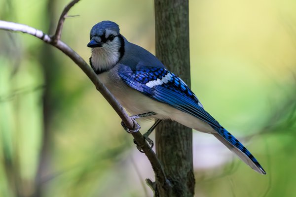 Blue Jay