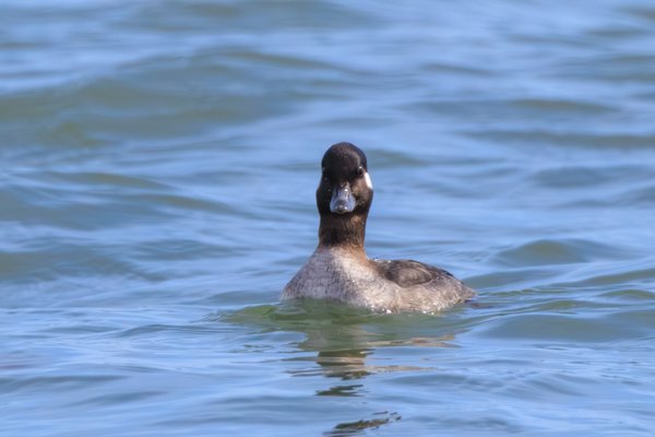Bufflehead