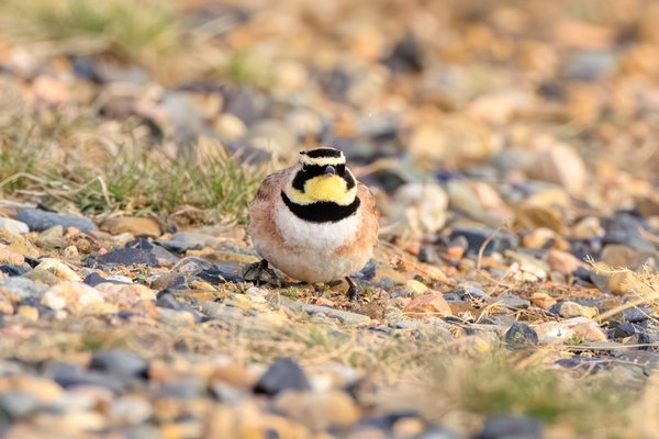Horned Lark