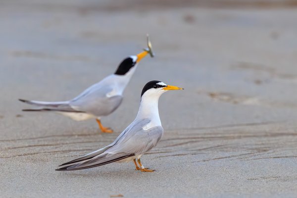 Least Tern