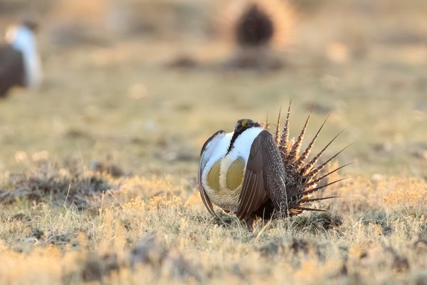 Greater Sage-Grouse