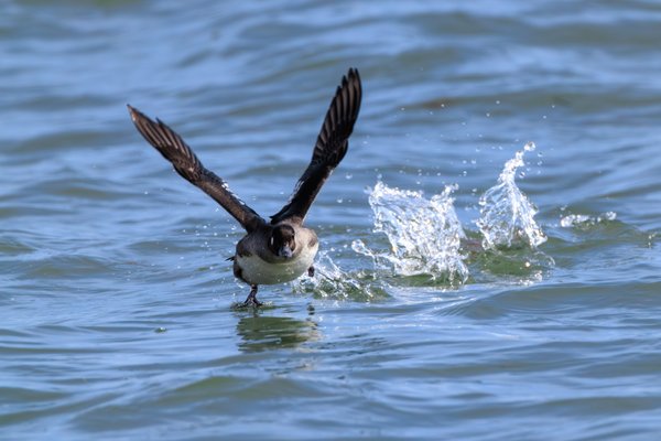 Bufflehead