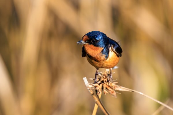 Barn Swallow