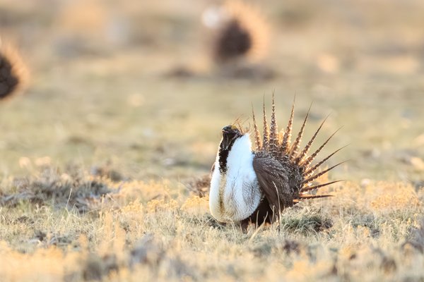 Greater Sage-Grouse