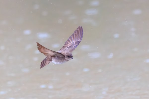 Northern Rough-winged Swallow