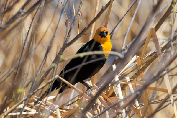 Yellow-headed Blackbird