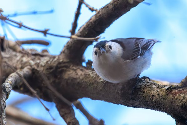 White-breasted Nuthatch