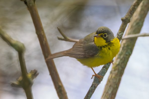 Canada Warbler