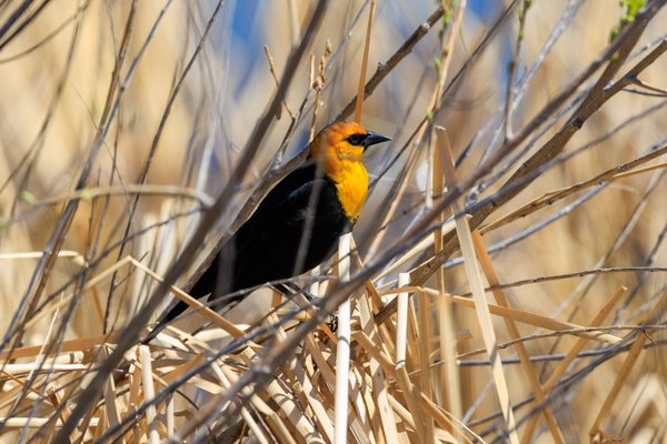 Yellow-headed Blackbird