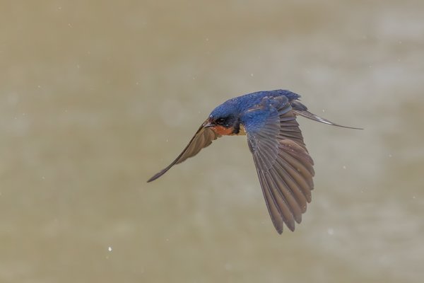 Barn Swallow