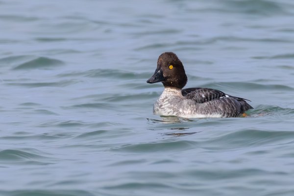 Common Goldeneye