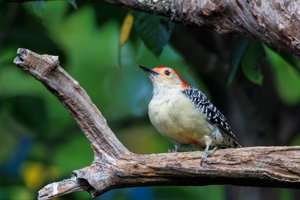 Red-bellied Woodpecker