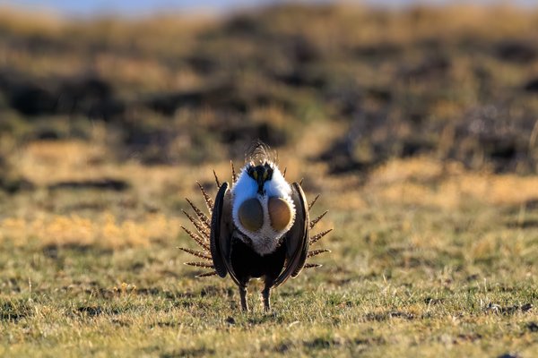 Greater Sage-Grouse