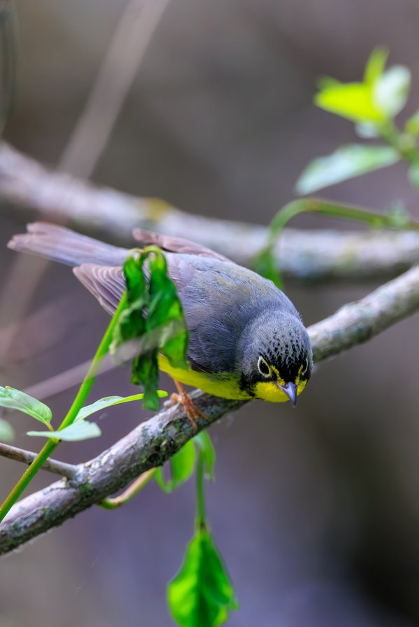 Canada Warbler