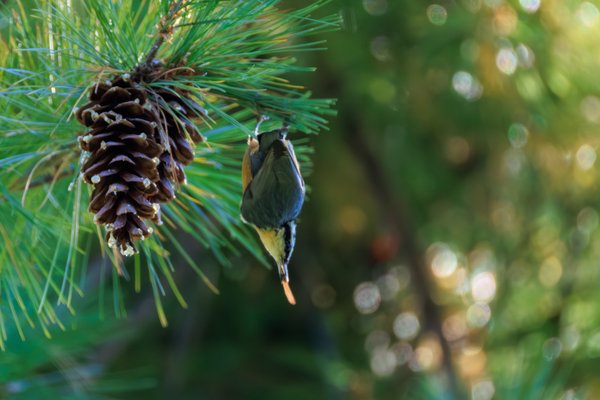 Red-breasted Nuthatch
