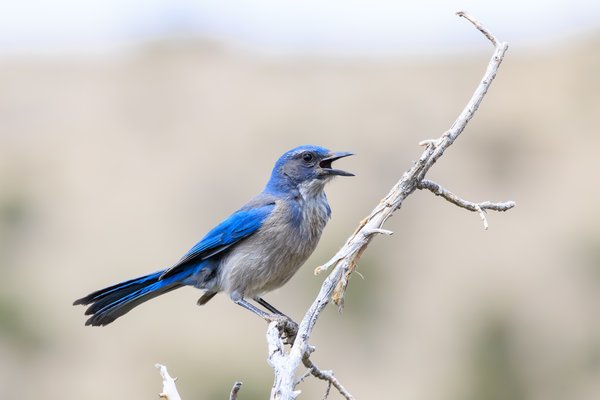 Woodhouse's Scrub-Jay