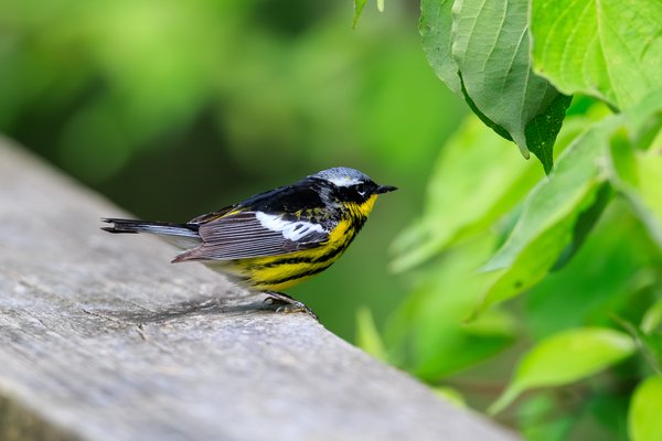 Magnolia Warbler