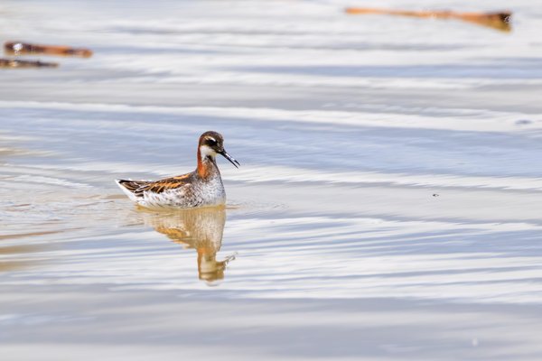 Red-necked Phalarope