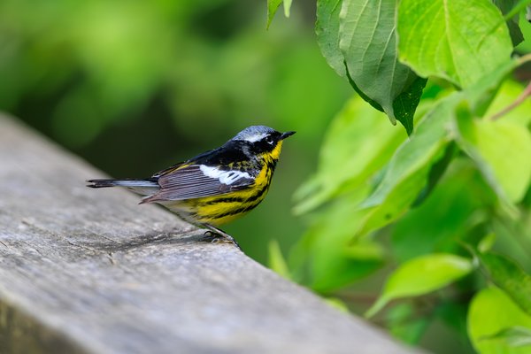 Magnolia Warbler